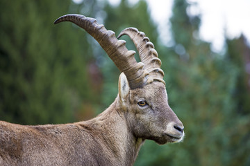 Steinbock - Alpensteinbock - alpin - Allgäu - wild