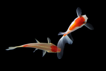 Fototapeta premium Japanese Koi Fish