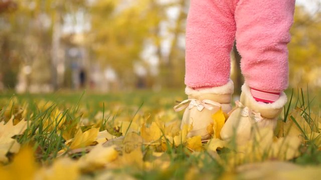 Feet of baby walk along golden, autumn leaves.
