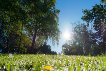 Dewy grass in a park during early morning, natural bokeh