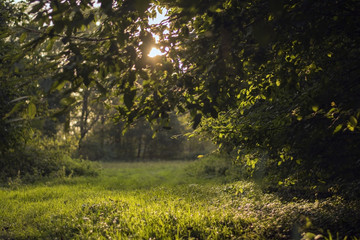 Meadow at the morning. Morning dawn. Blurred background of grass
