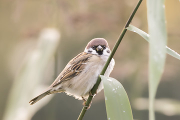 The Eurasian tree sparrow (Passer montanus). Bird sitting on a grass. Autumnal background