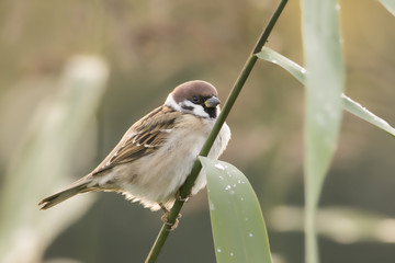 The Eurasian tree sparrow (Passer montanus). Bird sitting on a grass. Autumnal background