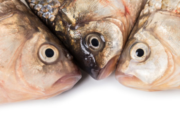 raw carp head close-up