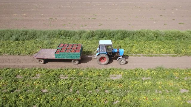 A bird`s eye shot of the green rows of tomato bushes and a tractor with a trailer keeping tomatoes in wooden boxes. The drone is shooting the tractor in profile. The landscape is agricultural and fine