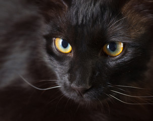 Black cat face