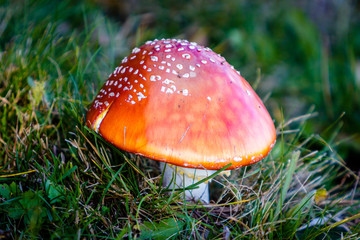 Amanita muscaria mushroom in the Black Forest at a golden October autumn day.