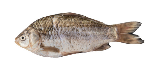 raw fish crucian
