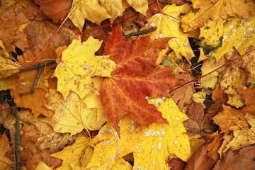 Autumn leaves background