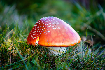 Amanita muscaria mushroom in the Black Forest at a golden October autumn day.