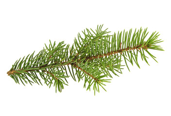 Branch of fir tree on white background