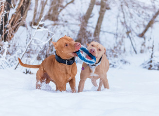 Dogs are playing on the snow in the woods