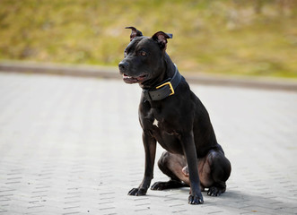 Funny dog on the walk in the park