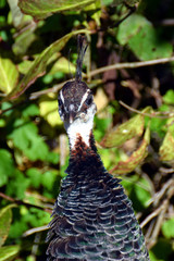 Female Indian peafowl (Pavo cristatus) looking at camera. 