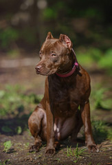 Dog sitting on path in Park