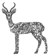 Beautiful patterned antelope