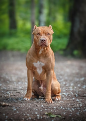 Dog sitting on path in Park
