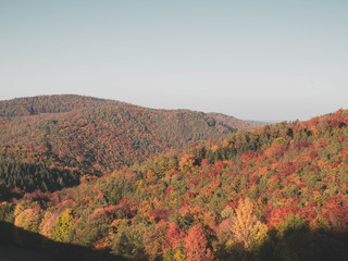 Herbstwald mit Baumwipfel in der Sonne #3