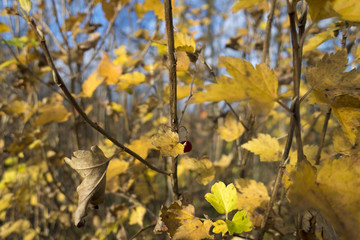 autumn plants