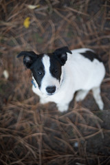 Black and white border collie puppy posing in the forest with soft focus background