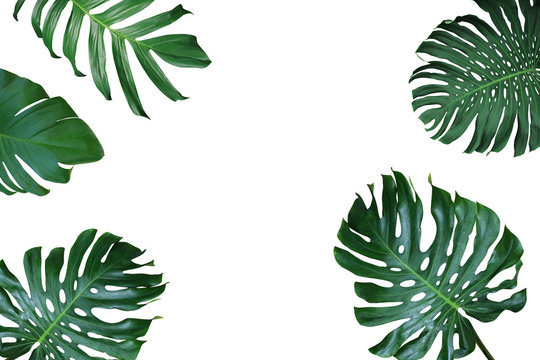 Fototapeta Tropical leaves nature frame layout of Monstera deliciosa, split-leaf philodendron, and pothos the exotic plants on white background.