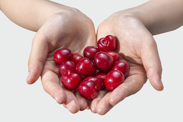 Cherry