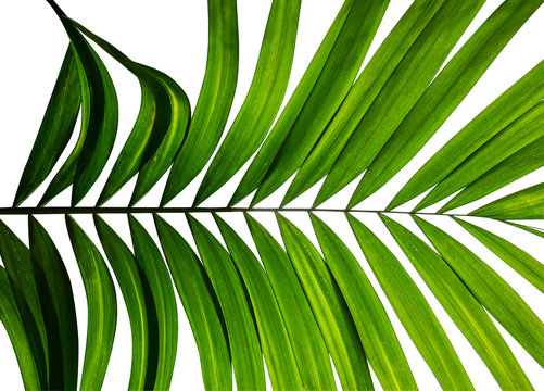 Fototapeta Tropical palm leaves, abstract green nature pattern for wall art home decorations and fabric printing on white background, clipping path included.