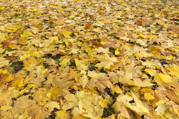 On green grass fallen yellow maple leaves