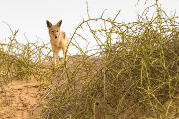 Schakal auf Jagd in den Dünen bei Sandwich Harbour, Walvis Bay, Erongo, Namibia
