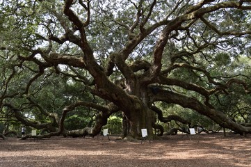 Obraz premium Angel oak tree