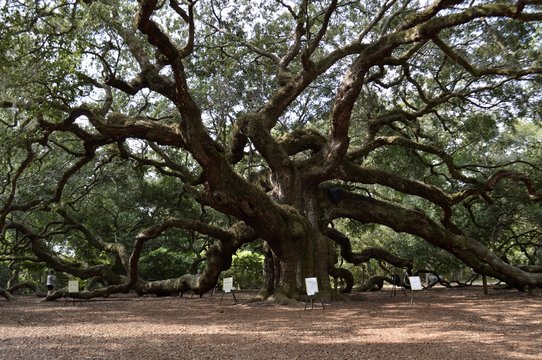 Angel Oak Tree