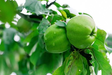 A pair of juicy, winter and beautiful apples hang on the autumn tree, still adorned with green leaves, waiting for the harvest. On the apples droplets of cold autumn rain.
