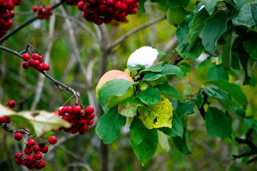 A pair of juicy, winter and beautiful apples hang on the autumn tree, still adorned with green leaves, waiting for the harvest. On the apples droplets of cold autumn rain. Next to the apple tree there