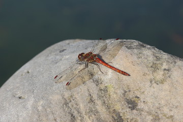 Red Dragonfly