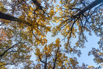 Yellow crowns of oaks against the sky. Bottom view