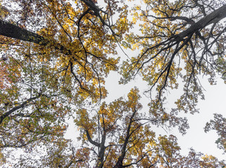 Yellow crowns of oaks against the sky. Bottom view
