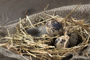 Obraz premium Quail eggs in a nest on a rustic wooden background. Healthy food concept.