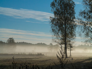 Fototapeta na wymiar Birch tree in morning with mist over meadow