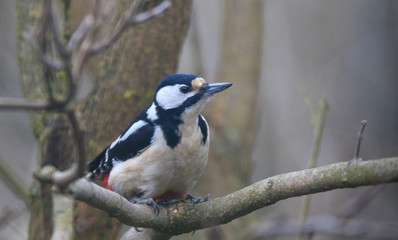 Obraz premium Great spotted woodpecker (Dendrocopos major) female