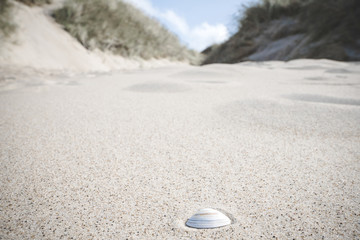 Fototapeta na wymiar White sea shell in the sand