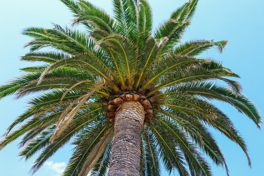 One palm tree on a clear blue sky background. Trunk of palm going into the light blue sky.