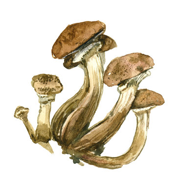 Yellow mushrooms. Honey agaric. Watercolor illustration