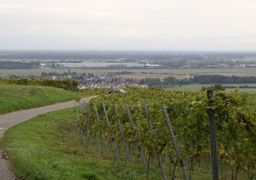 view across the vineyards of the Schutterlindenbergr, towards the Rhine valley, major industrial area in the background, Lahr Baden Germany