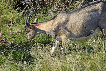 goat in a meadow with rough terrain 