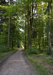 path leading through a lush forest area
