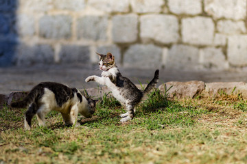 homeless kittens play