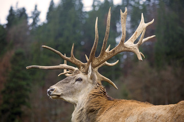 Fototapeta premium Hirsch - Rothirsch - Geweih - Brunft - Jagd