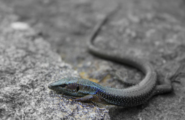 Lizard black and blue