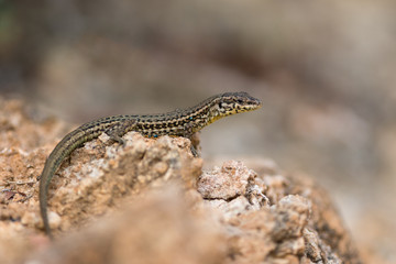 Tyrrhenian wall lizard