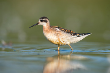 Red-necked phalarope (Phalaropus lobatus)